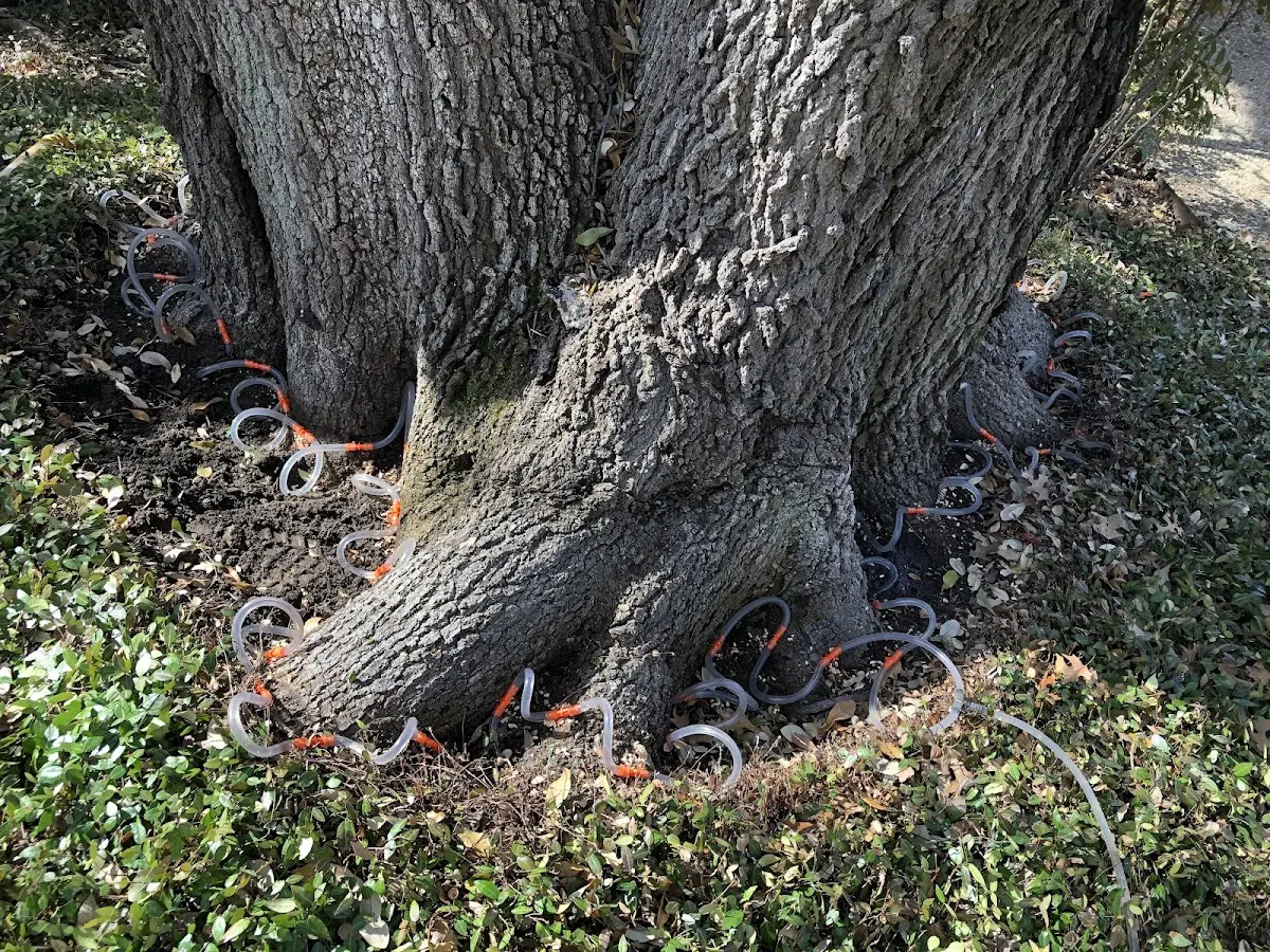 Detailed Tree Cabling and Bracing job site in Atoka
