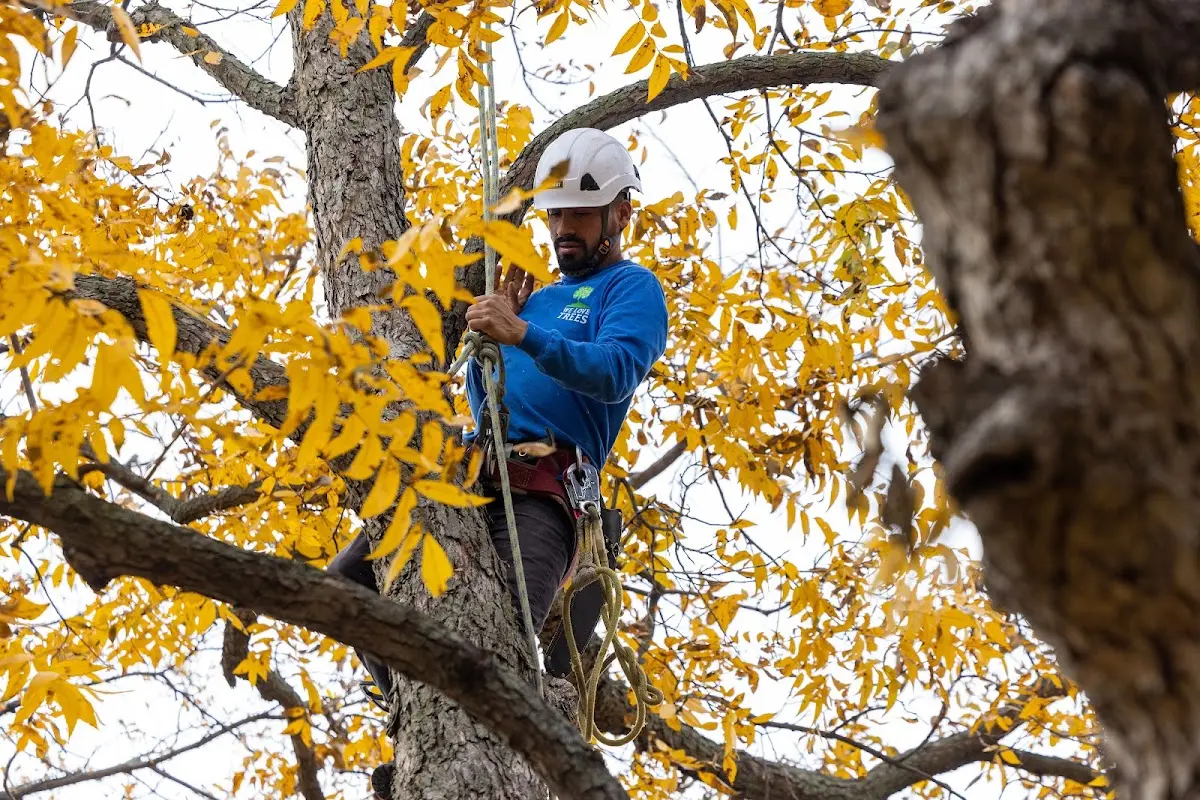 Skilled Tree Pruning crew working in Atoka